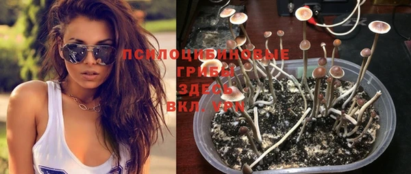 стаф Белокуриха